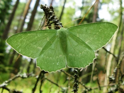 Geometra papilionaria