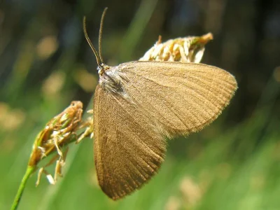Minoa murinata