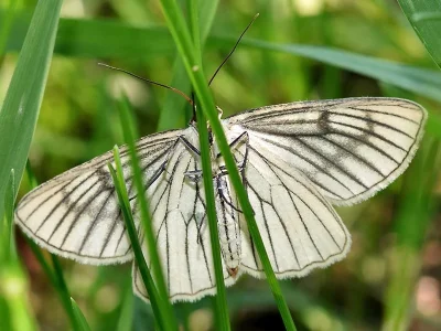 Siona lineata