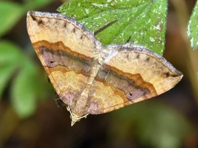 Scotopteryx chenopodiata