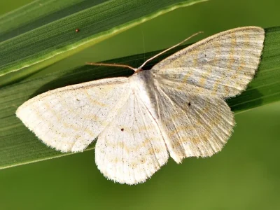 Scopula (Ustocidalia) immutata