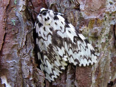 Lymantria (Lymantria) monacha