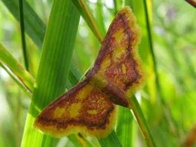 Idaea muricata