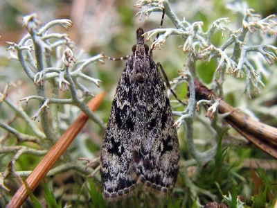 Eudonia truncicolella