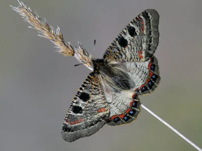 Archon apollinus