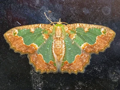 Eucyclodes pieroides