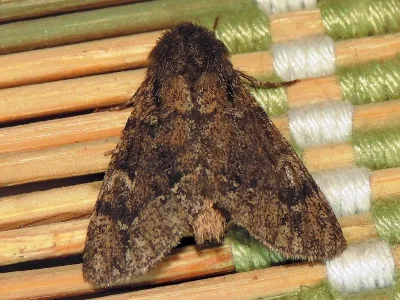 Ocneria (Ocneria) atlantica