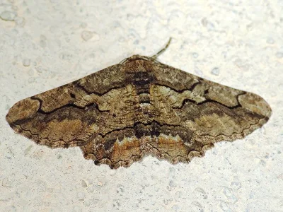 Menophra japygiaria
