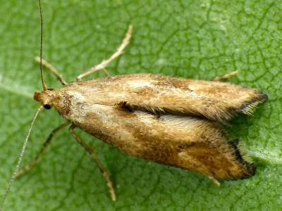 Epermenia (Calotripis) illigerella