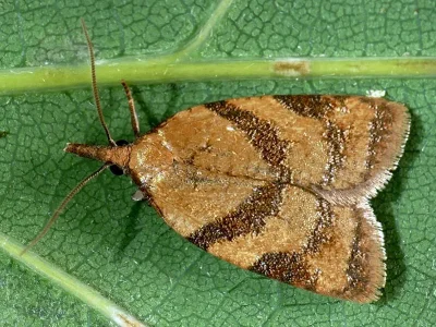 Sparganothis pilleriana