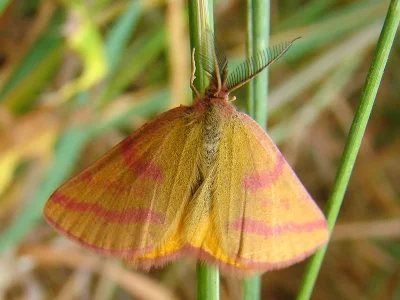 Lythria purpuraria