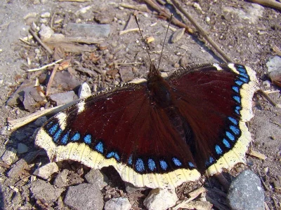 Nymphalis (Nymphalis) antiopa