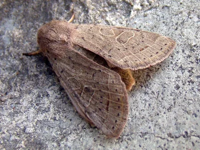 Orthosia (Monima) cerasi