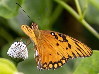 Dione (Agraulis) vanillae