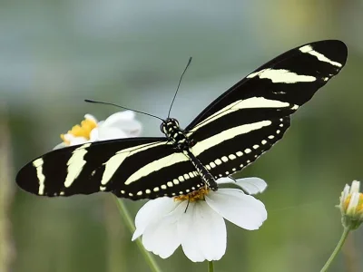 Heliconius charithonia