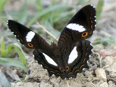 Anartia chrysopelea