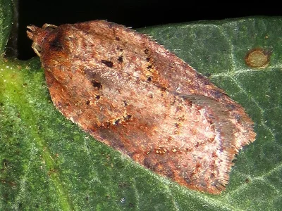 Acleris schalleriana