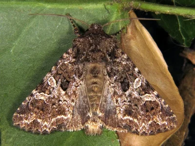 Hadena (Hadena) bicruris