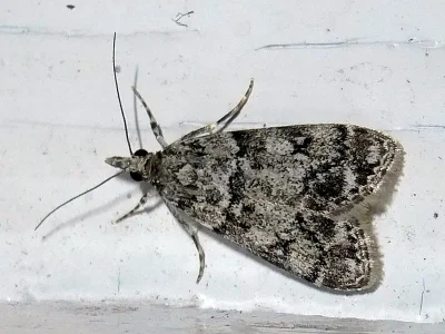 Eudonia lacustrata