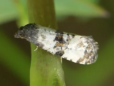 Cochylichroa atricapitana