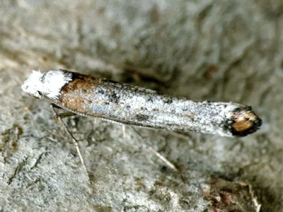 Pseudoswammerdamia combinella