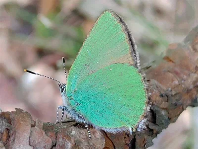 Callophrys (Callophrys) rubi