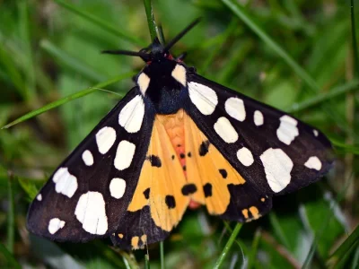 Arctia villica
