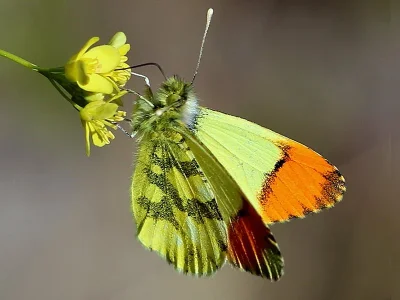 Anthocharis (Anthocharis) euphenoides