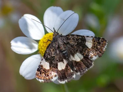 Tyta luctuosa