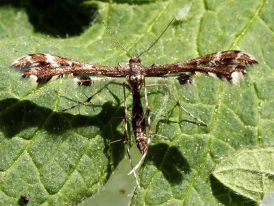 Capperia trichodactyla