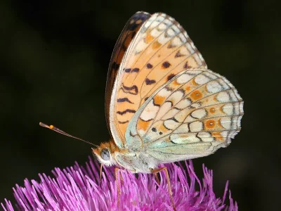 Argynnis (Fabriciana) niobe
