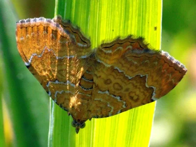 Camptogramma bilineata