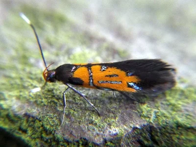 Schiffermuelleria (Schiffermuelleria) schaefferella