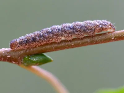 Pechipogo (Pechipogo) strigilata