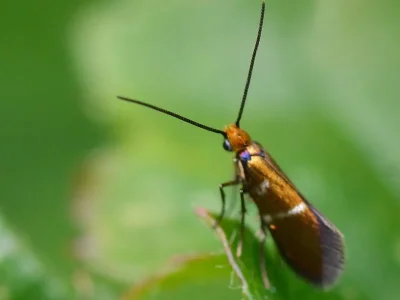 Micropterix aruncella