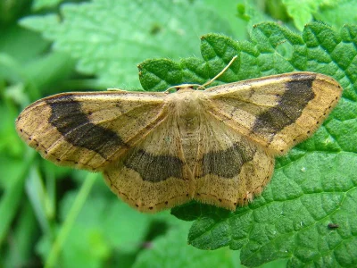 Idaea aversata