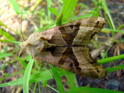 Phlogophora meticulosa