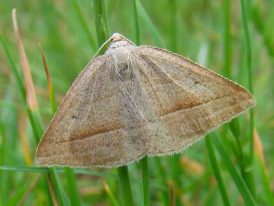 Petrophora chlorosata