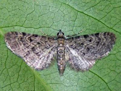 Eupithecia virgaureata