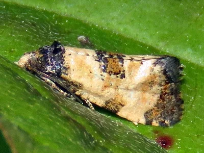 Neocochylis dubitana