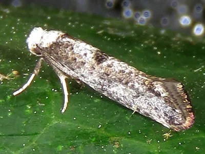 Paraswammerdamia albicapitella