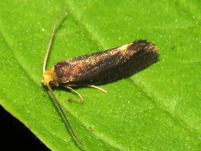 Incurvaria koerneriella