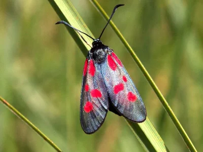 Zygaena (Agrumenia) viciae