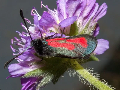 Zygaena (Mesembrynus) purpuralis