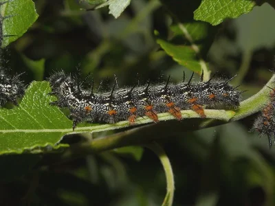 Nymphalis (Nymphalis) xanthomelas
