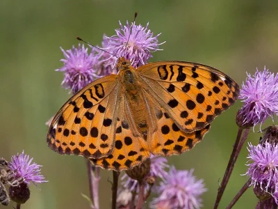 Argynnis (Argyronome) laodice