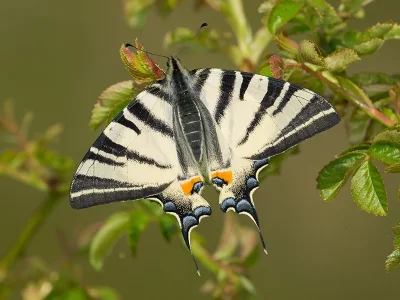 Iphiclides podalirius