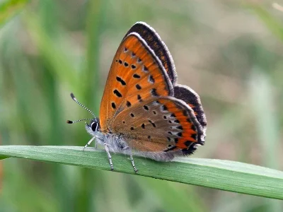 Lycaena (Helleia) helle