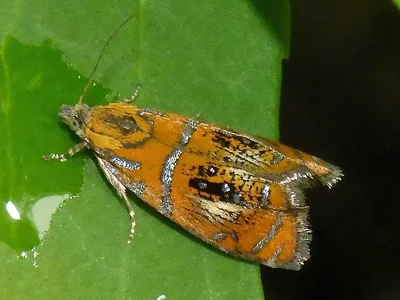 Olethreutes arcuella