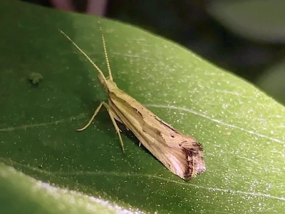 Plutella (Pseudoplutella) porrectella